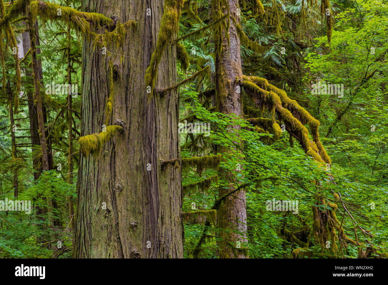 Western Red Cedar, Thuja plicata, and Sitka Sprude, Picea sitchensis, with Vine Maple, Acer circinatum, in Federation Forest State Park near Mount Rai Stock Photo