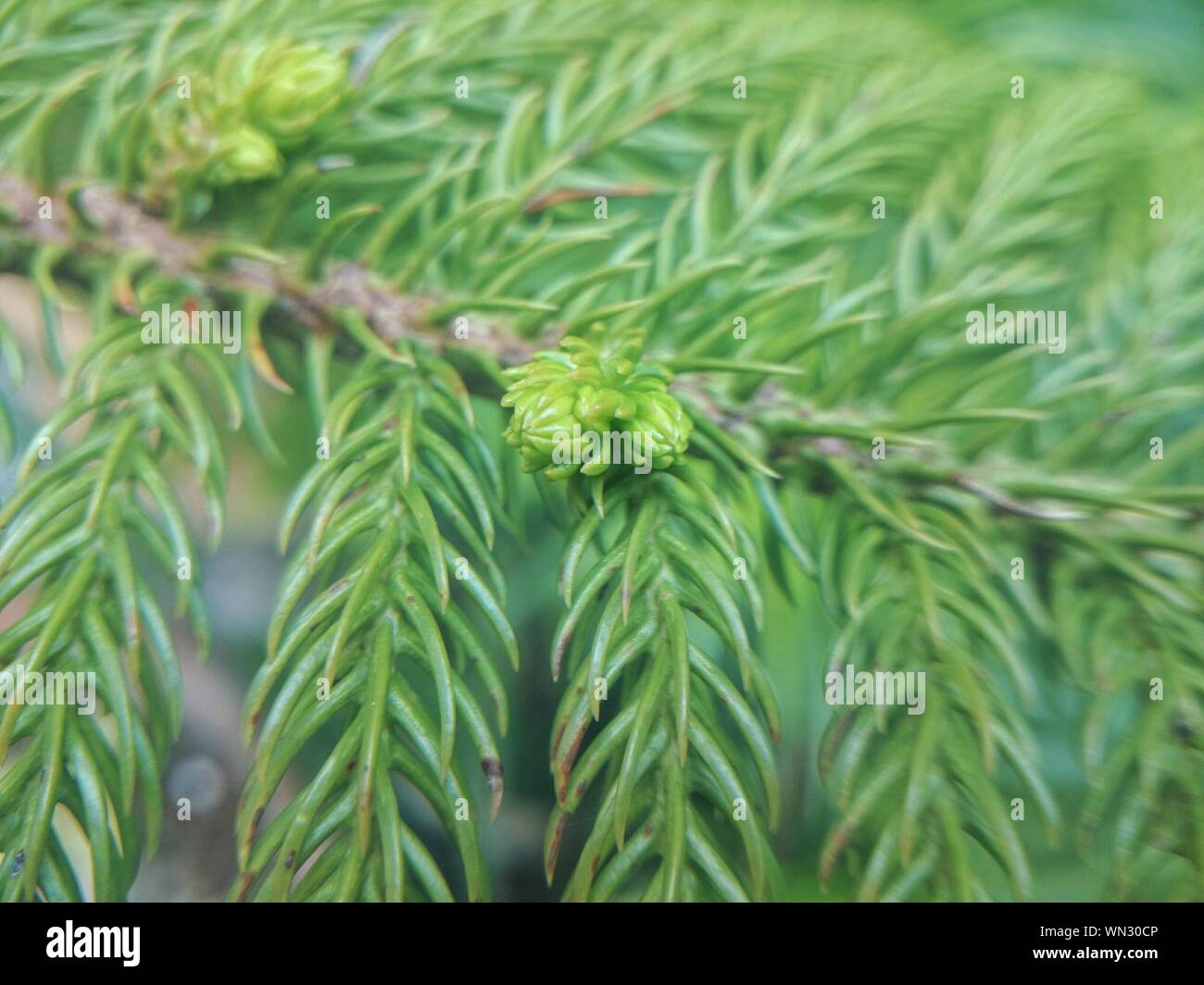 Pin Tree High Resolution Stock Photography And Images Alamy