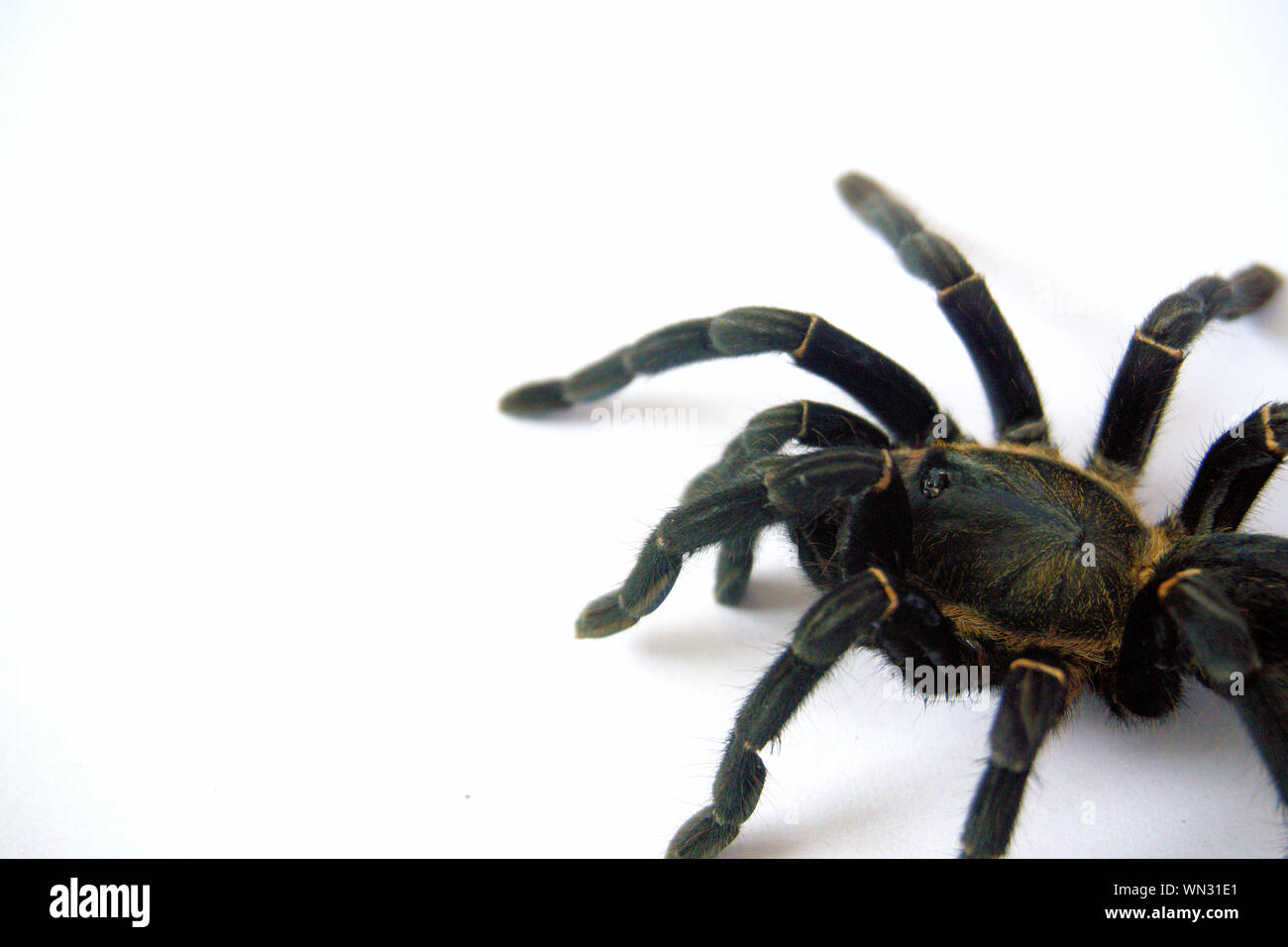 Asian species Tarantula spider Found in Thailand, the scientific name is "Haplopelma minax Theraphosidae Haplopelma". Stock Photo
