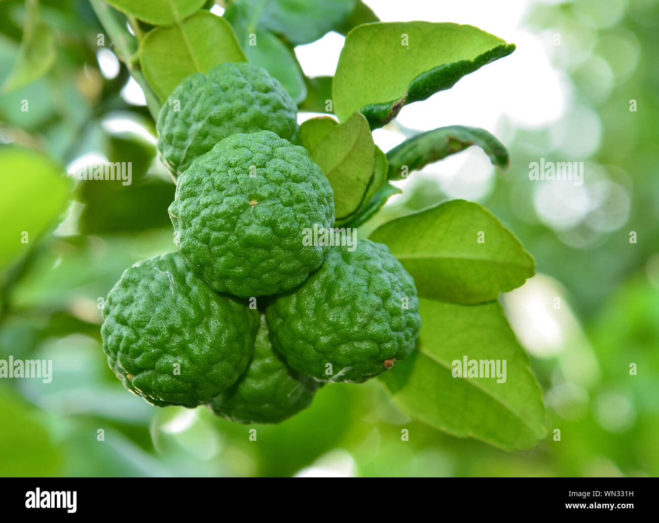 Kaffir limes hi-res stock photography and images - Alamy