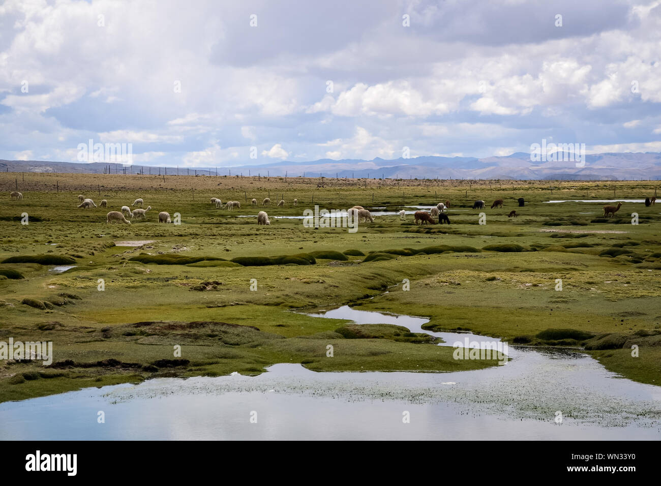 Alpacas eating grass in the highlands of Peru Stock Photo Alamy