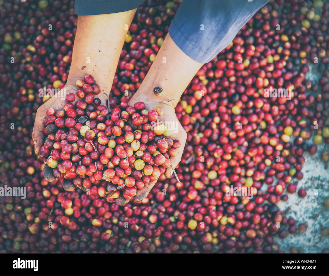Fresh red raw berries coffee beans arabica agriculturist hands