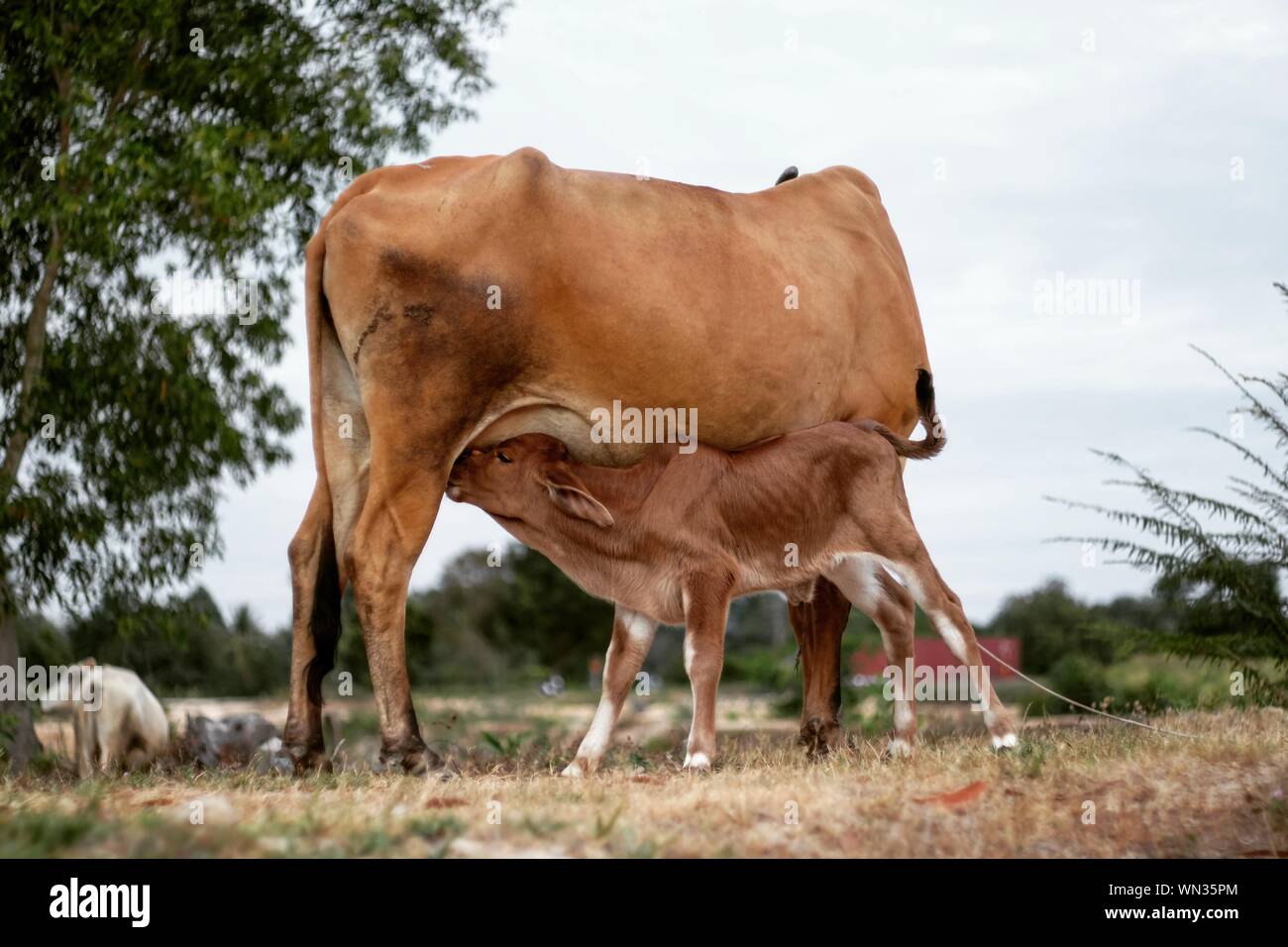 Cow feeding calf hires stock photography and images Alamy