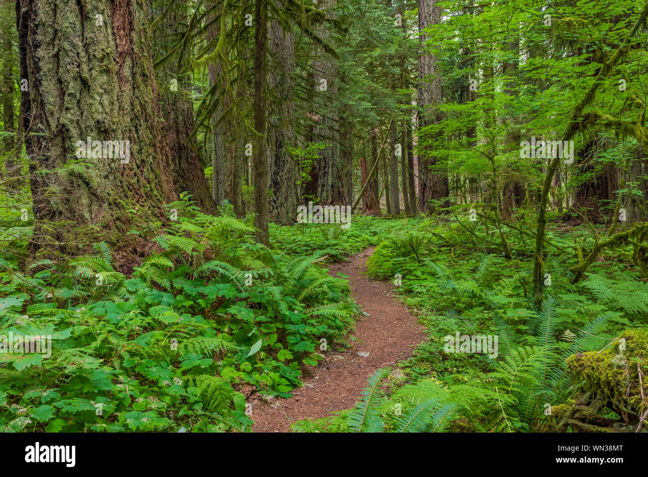 Trail through the big trees in Federation Forest State Park near Mount Rainier, Washington State, USA Stock Photo