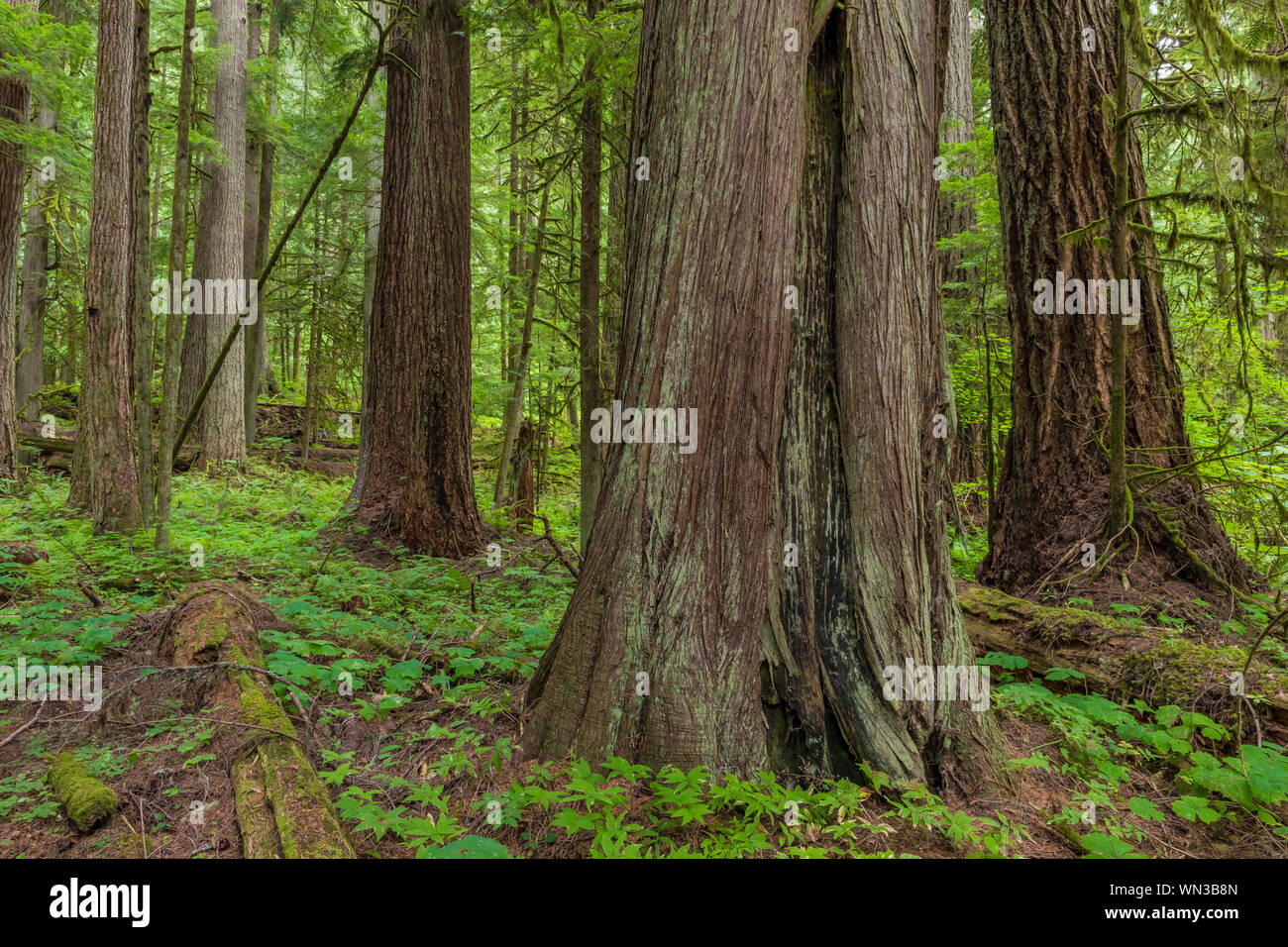 Western Red Cedar, Thuja plicata, and Western Hemlock, Tsuga heterophylla, trees in Federation Forest State Park near Mount Rainier, Washington State, Stock Photo