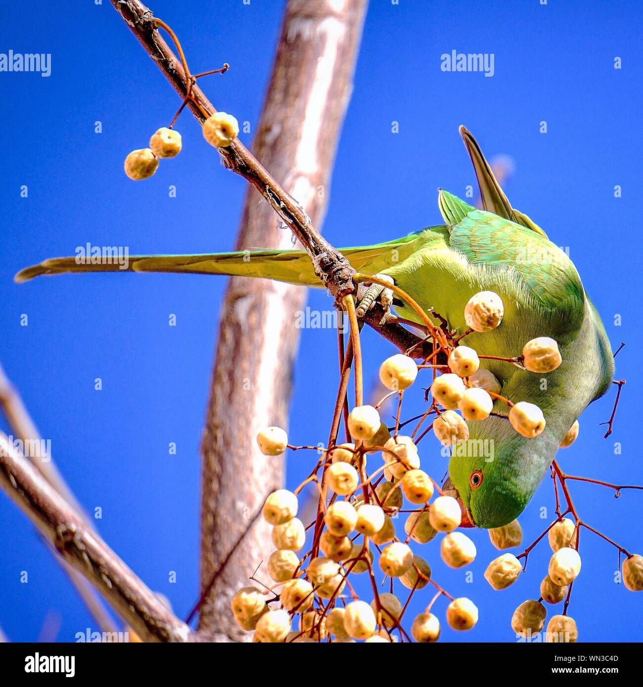 Parrot eating tree hires stock photography and images Alamy
