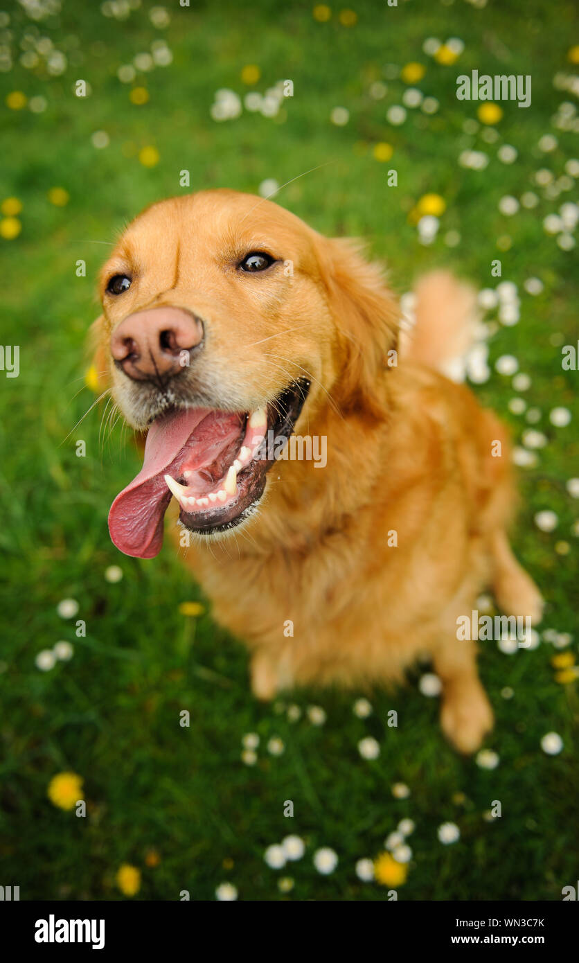 Dog Sticking Out Tongue On Field Stock Photo
