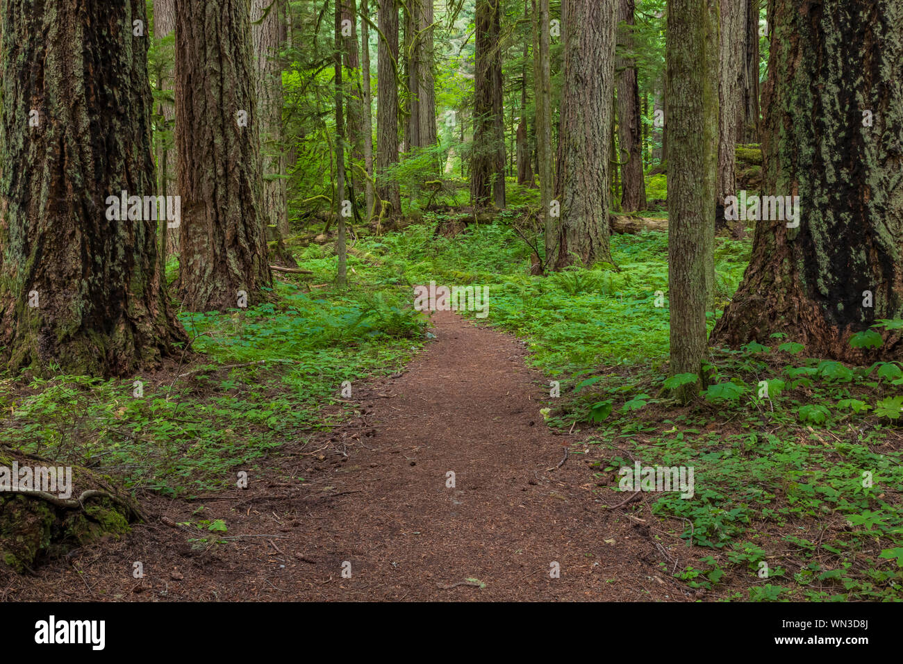 Trail through the big trees in Federation Forest State Park near Mount