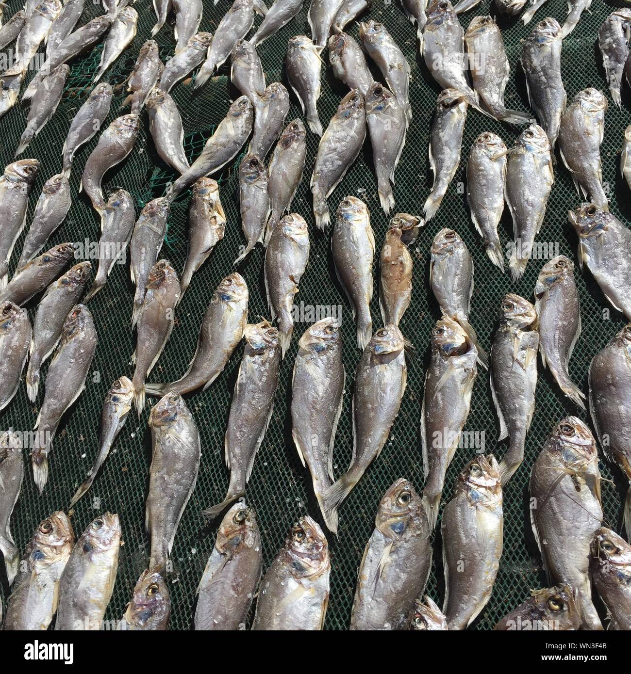 Full Frame Shot Of Fish Drying On Net Stock Photo Alamy