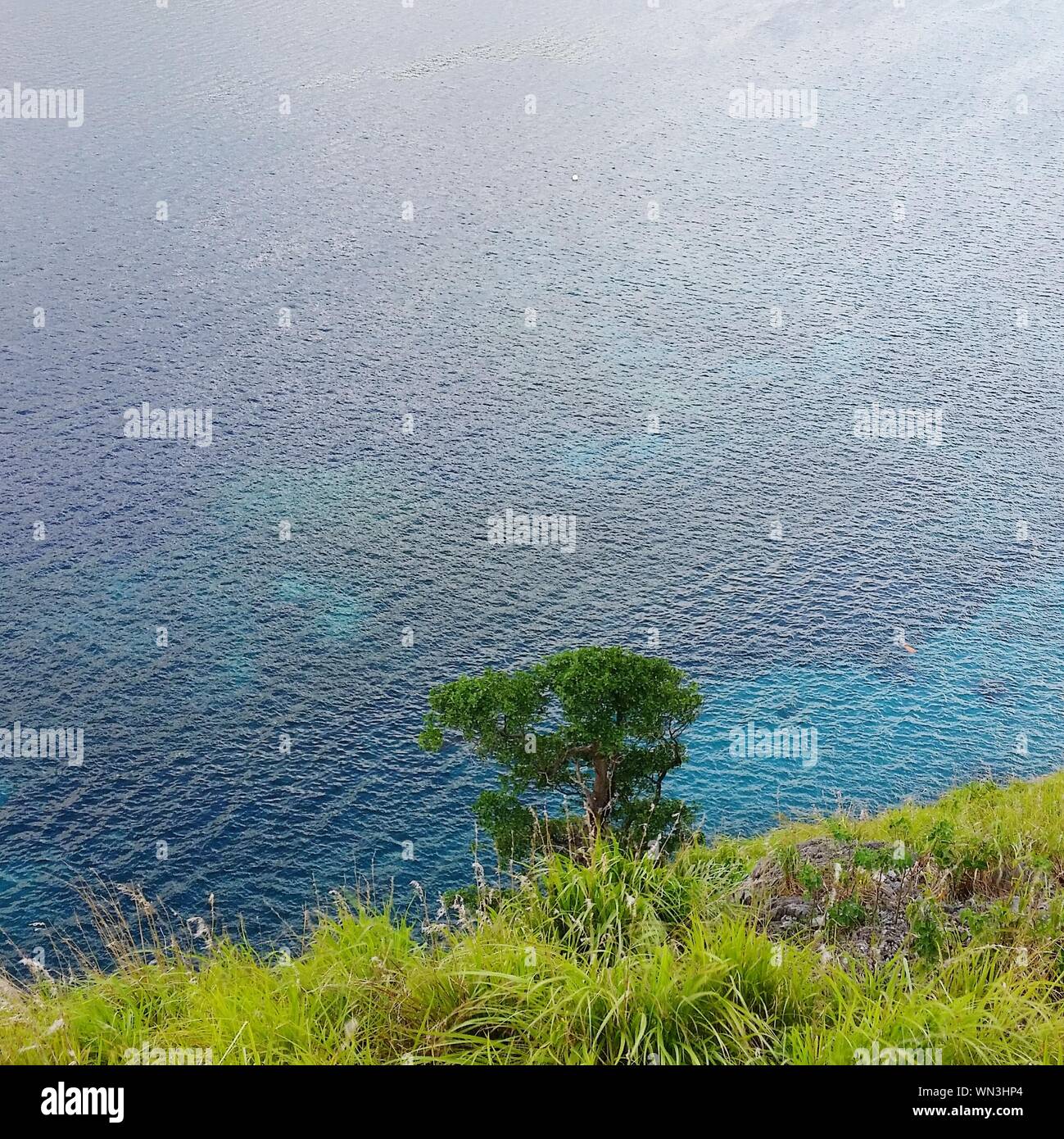 Plants Of Dominica High Resolution Stock Photography and Images Alamy