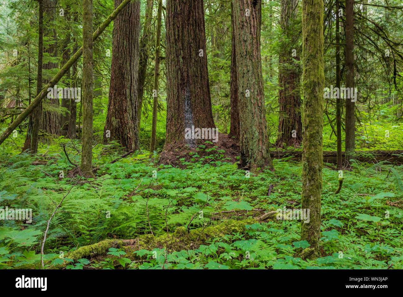 A quiet forest of Big Trees in Federation Forest State Park near Mount