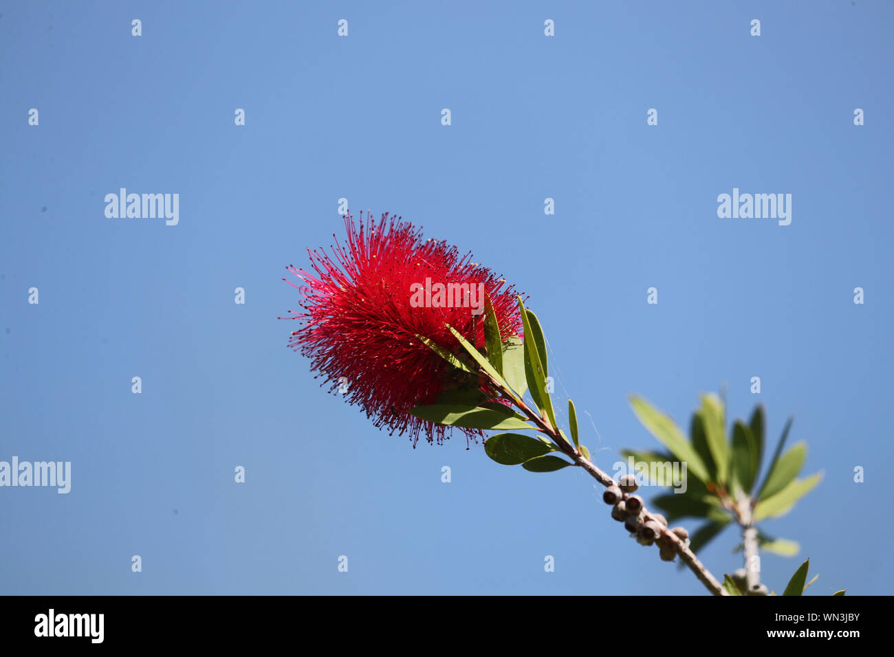 bright red bottlebrush flower Latin callistemon family myrtaceae native to Australia in early summer in Italy Stock Photo