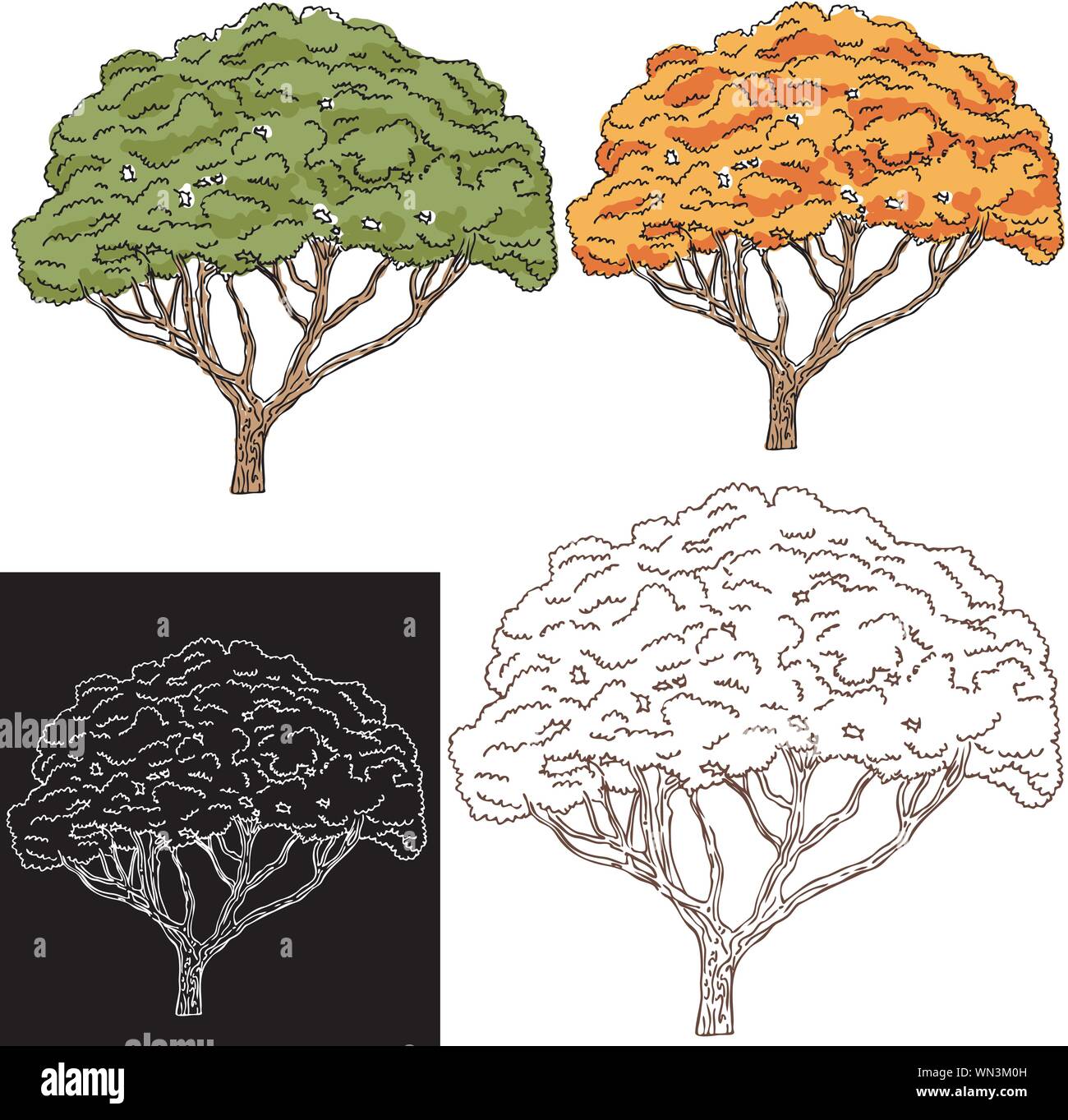 Branches on an oak tree Stock Vector Images - Alamy