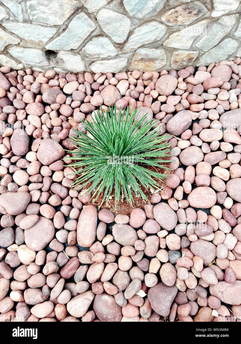 Pebble plant hires stock photography and images Alamy