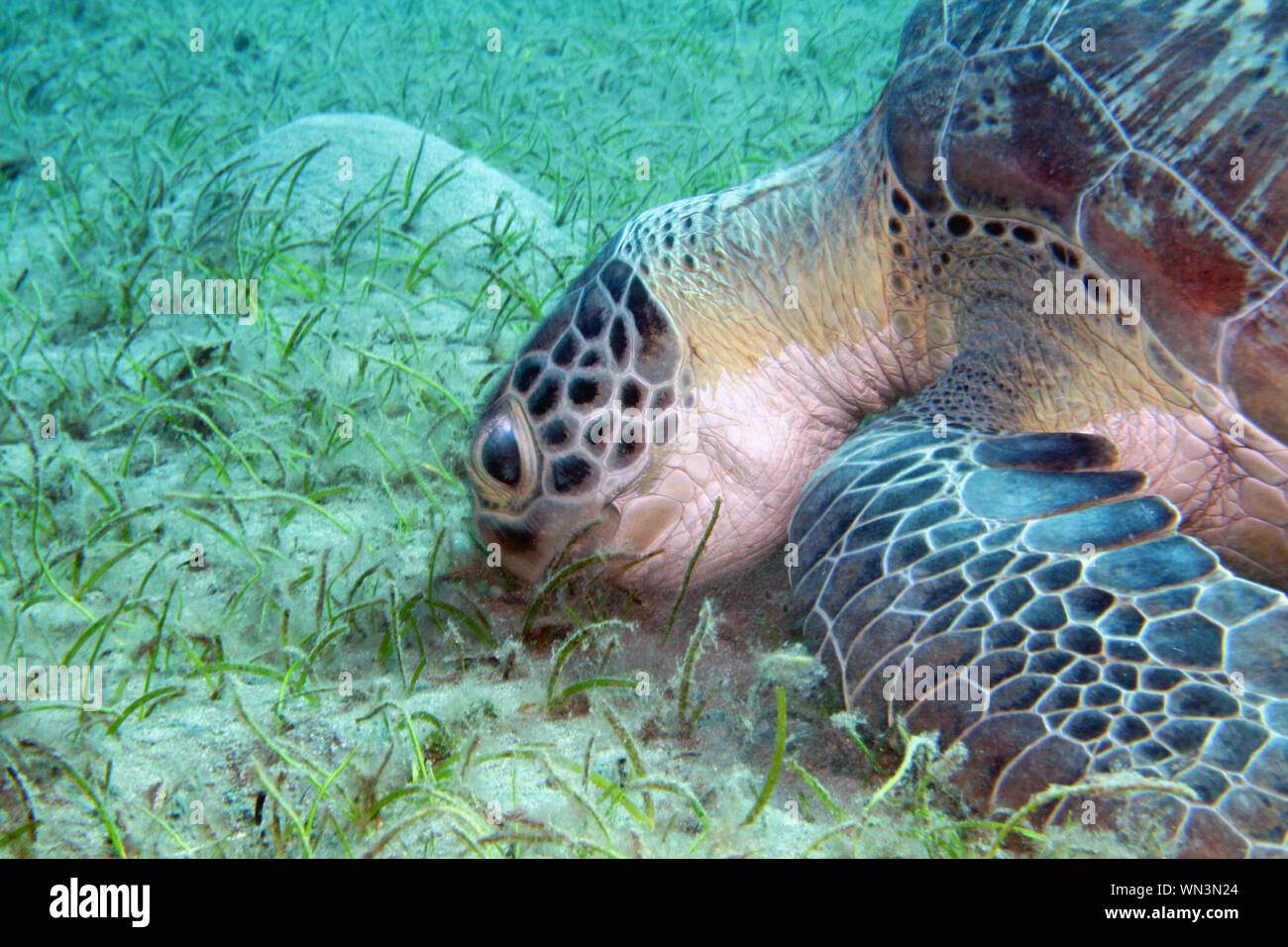 Green sea turtle eating hires stock photography and images Alamy