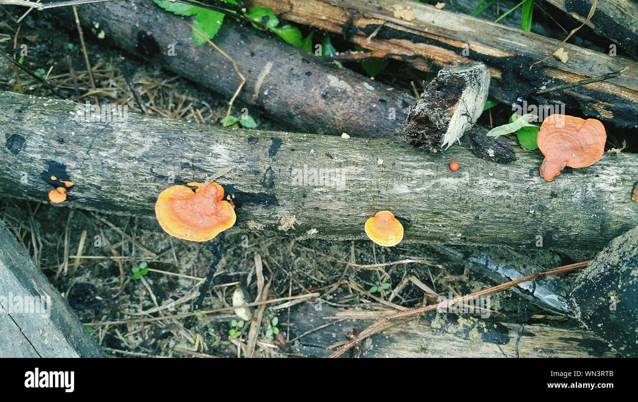 High Angle View Of Mushrooms Growing On Fallen Trees Stock Photo