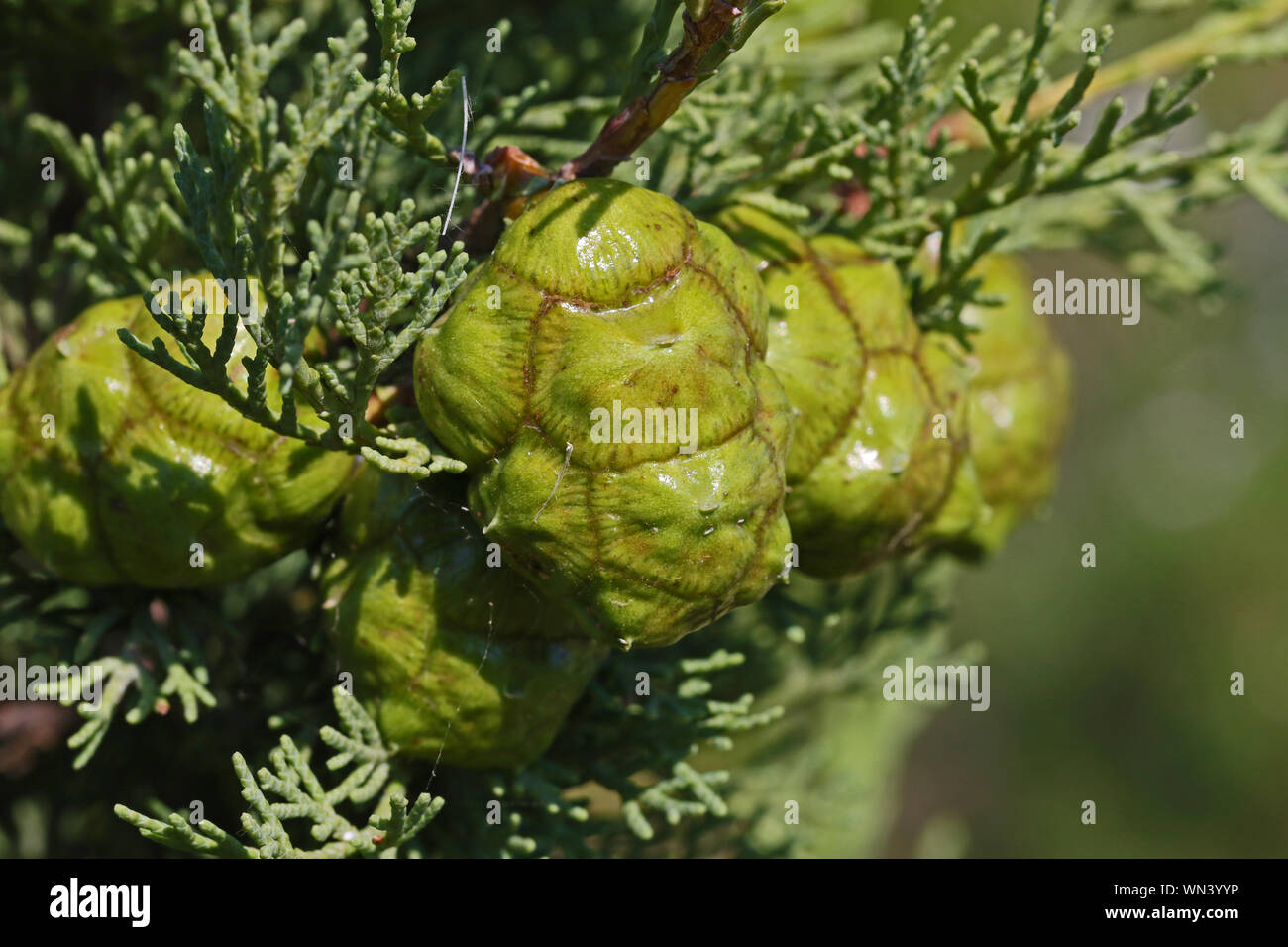 green cypress cones close up on a cupressus semperviens or pyramidalis tree or pyramid cypress in early summer in Italy Stock Photo