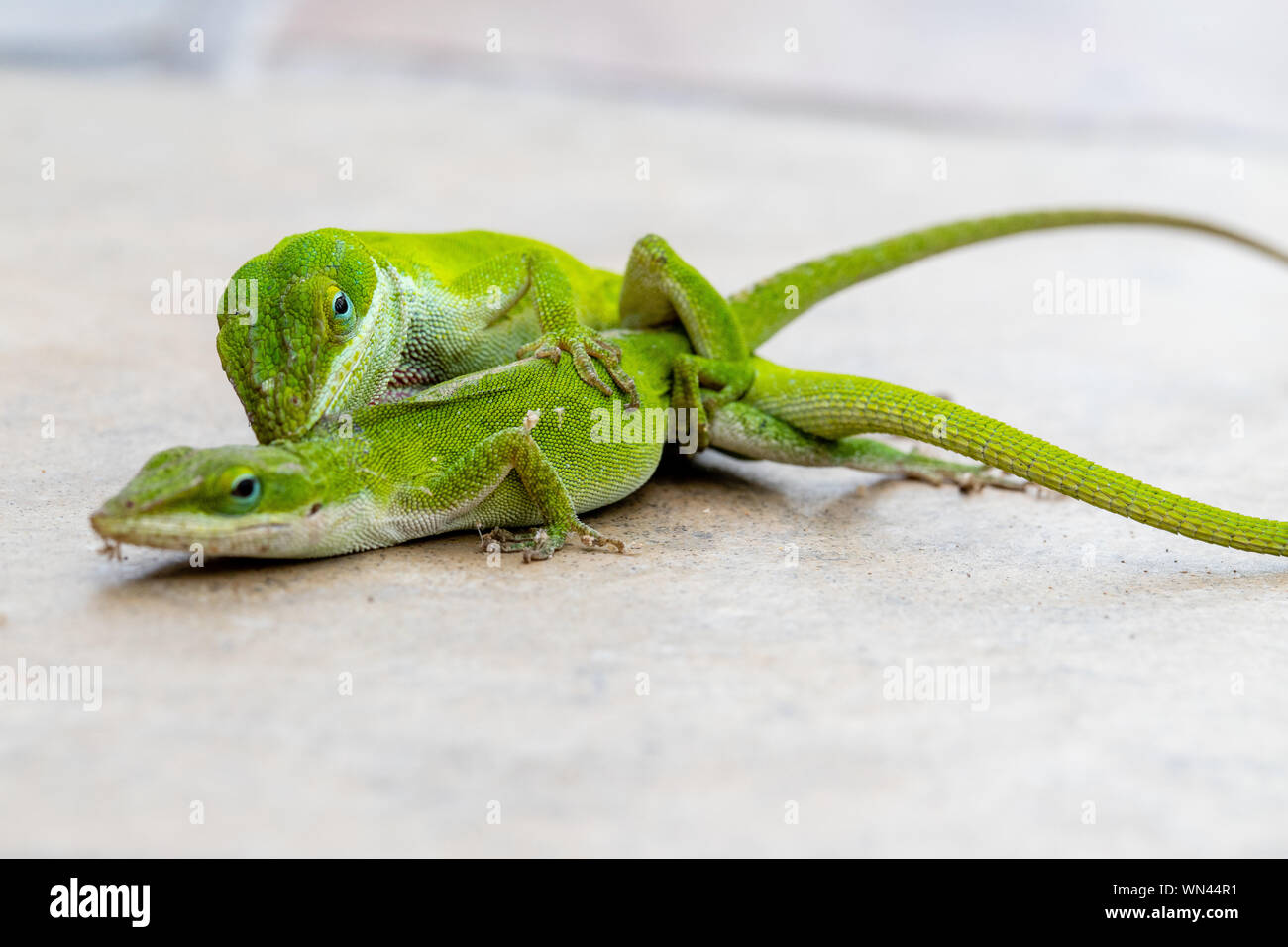 Mating reptiles hires stock photography and images Alamy