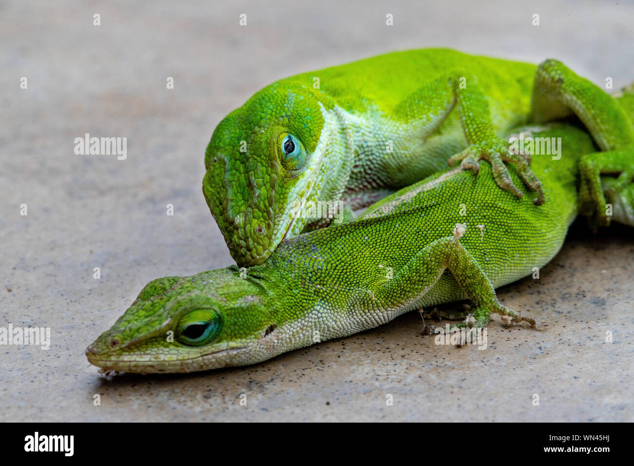 Green lizards, the Carolina Anole, mating Stock Photo Alamy