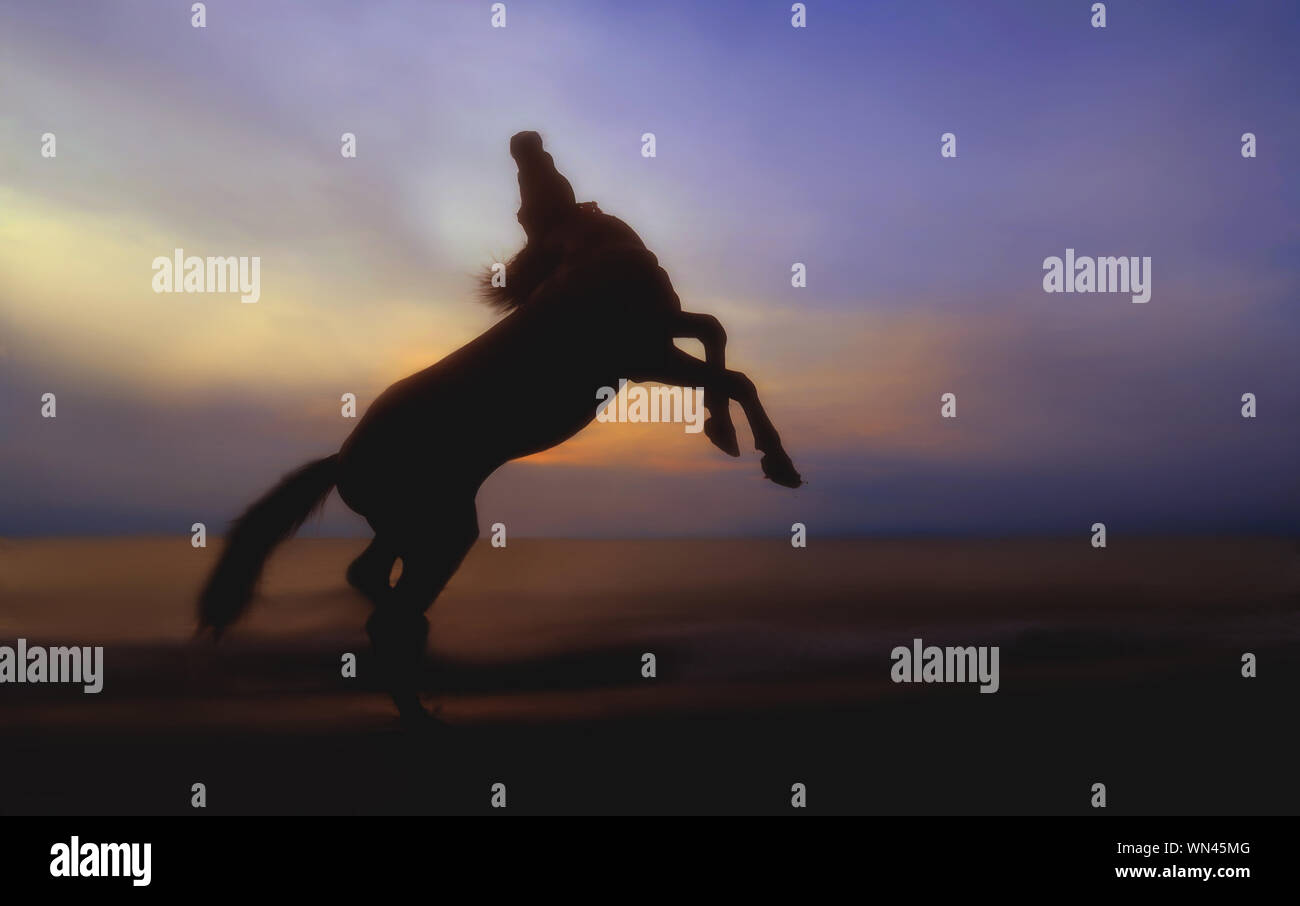 Rearing Horse Silhouette High Resolution Stock Photography and Images ...