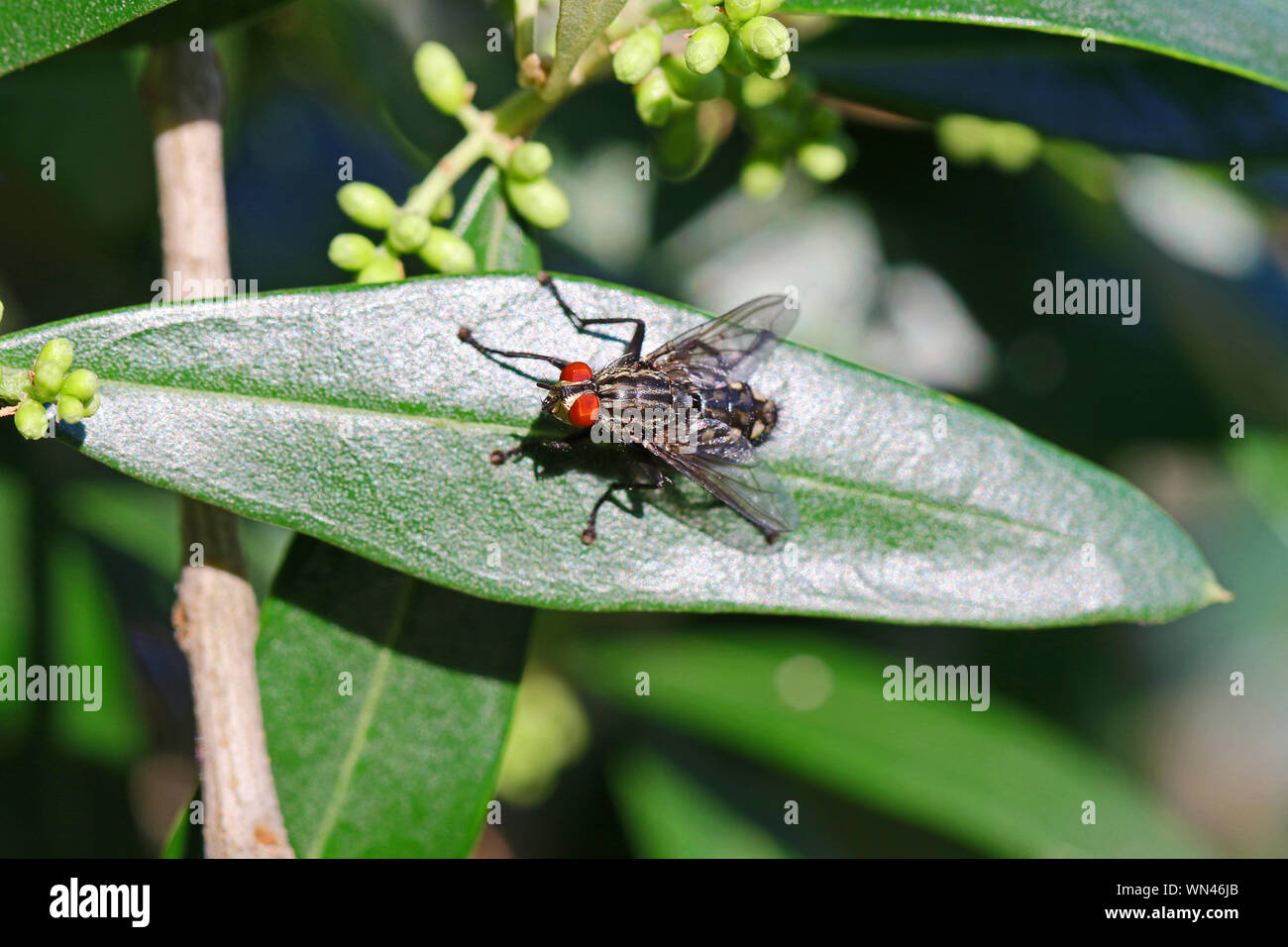 flesh-fly Latin sarcophaga carnaria at rest on an olive leaf very close up Stock Photo
