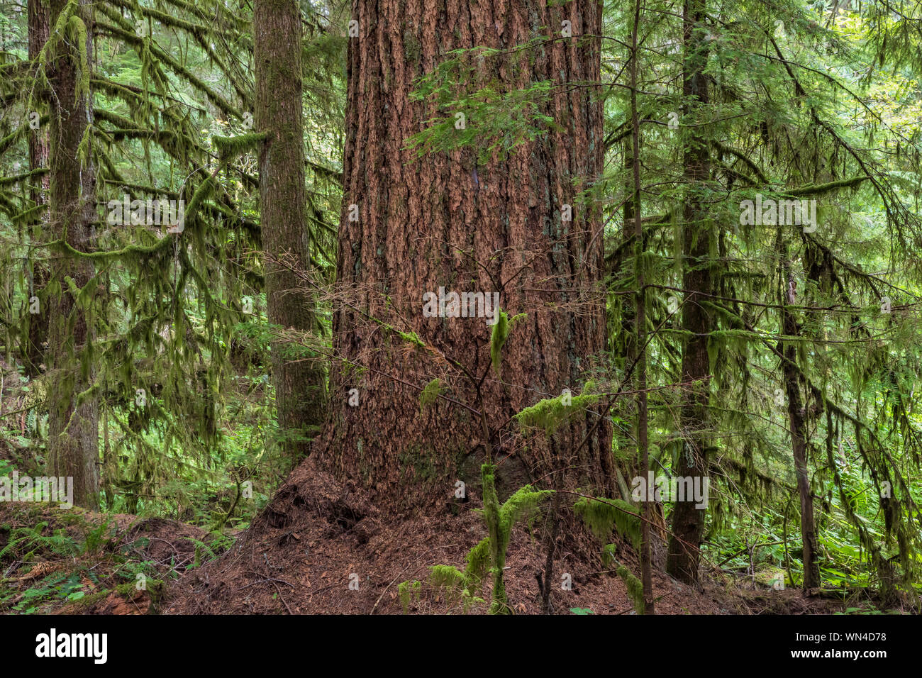 Western Hemlock, Tsuga heterophylla, grovein Federation Forest State Park near Mount Rainier, Washington State, USA Stock Photo