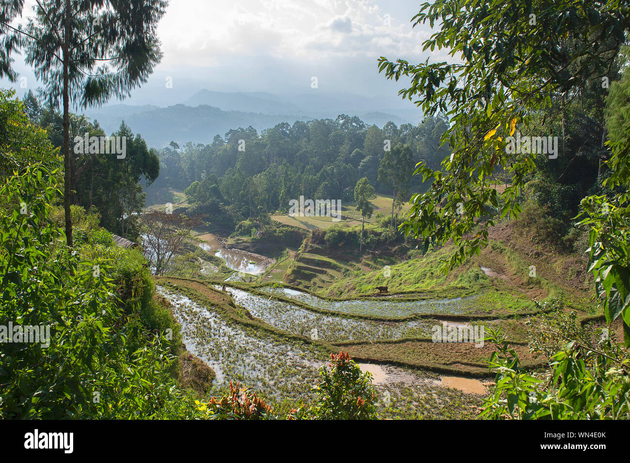 Green and brown rice terrace fields in Tana Toraja, South Sulawesi, Indonesia Stock Photo