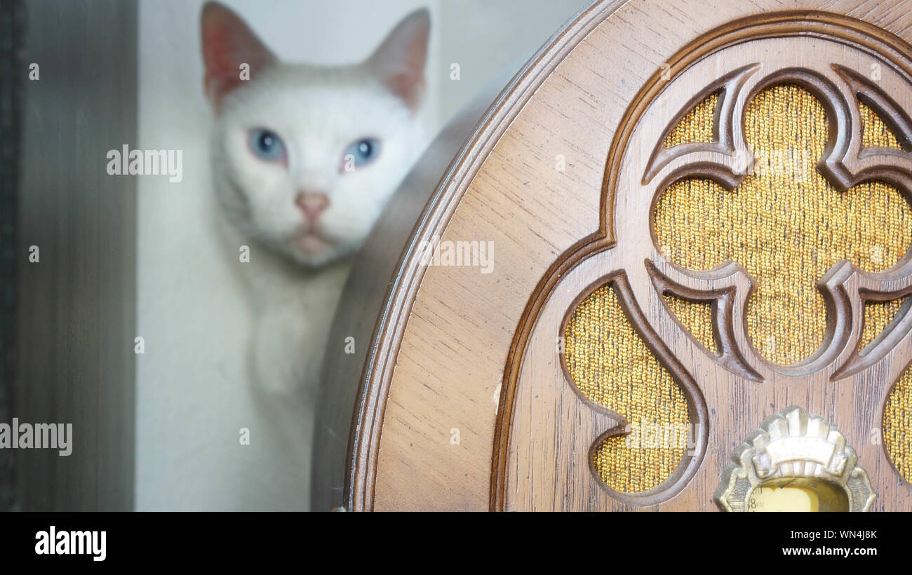 White Cat Hiding Behind Furniture At Home Stock Photo Alamy