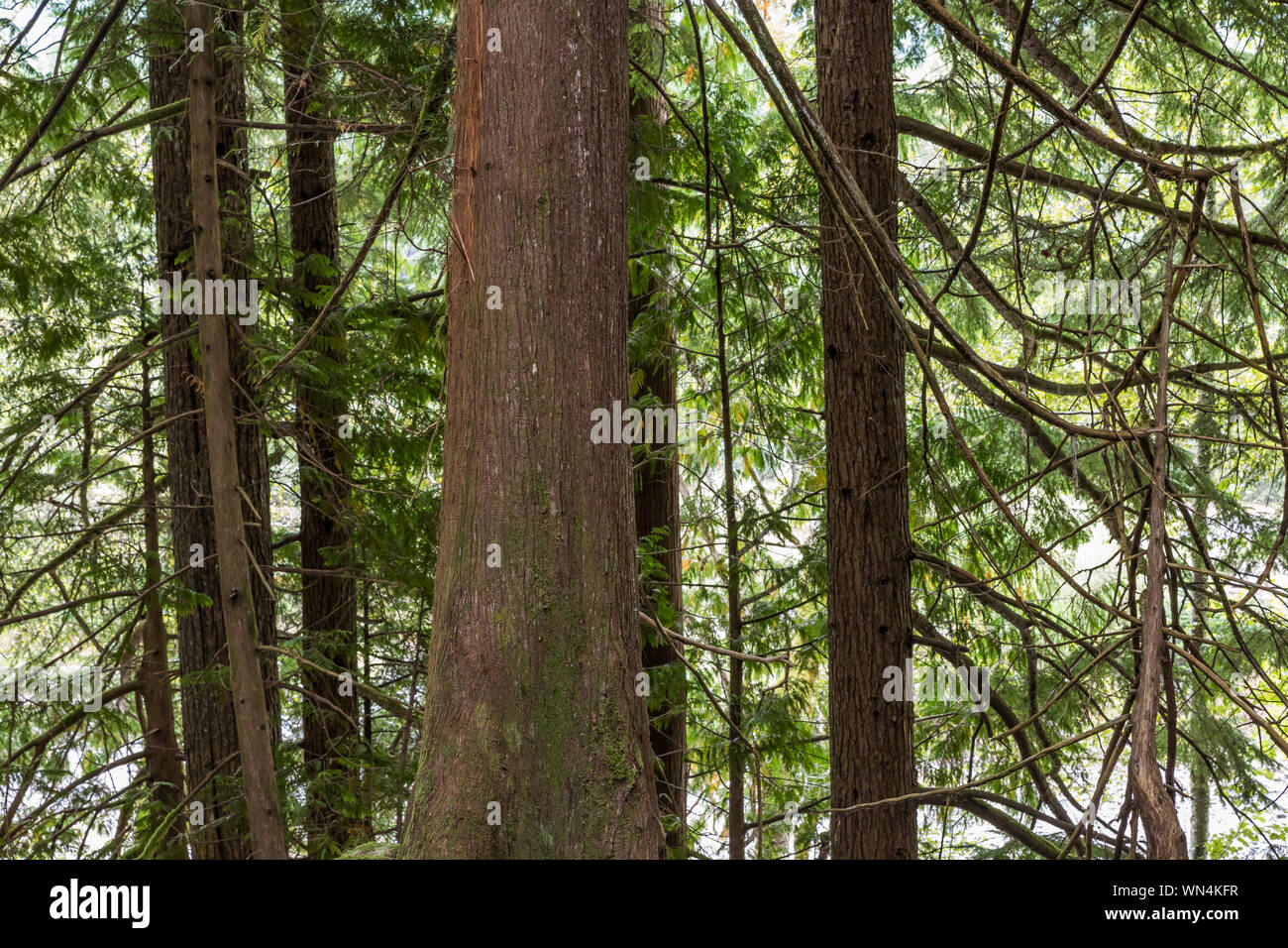 Western Red Cedar, Thuja plicata, and Western Hemlock, Tsuga heterophylla, trees in Federation Forest State Park near Mount Rainier, Washington State, Stock Photo