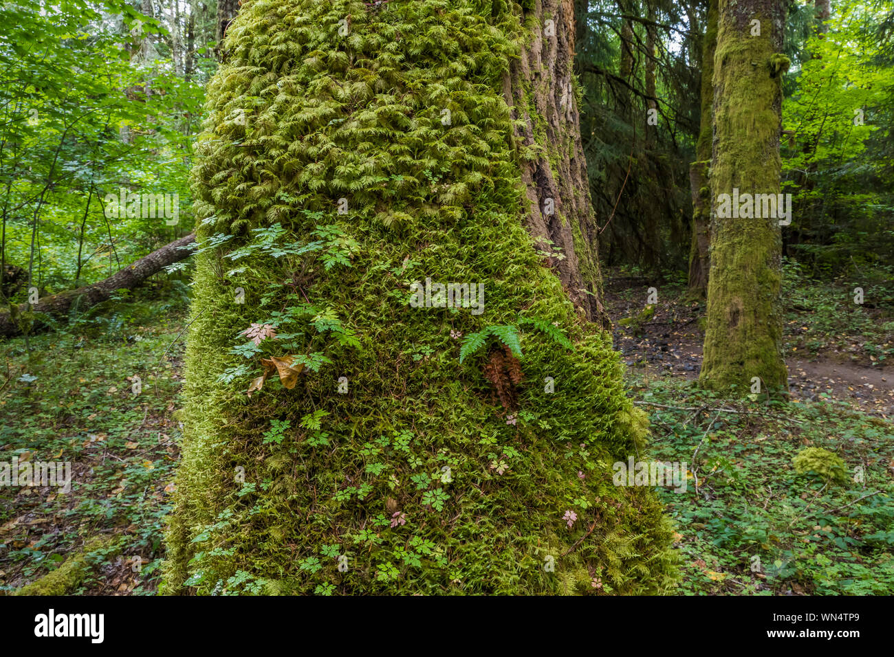 Moss-covered trunk of Black Cottonwood, Populus trichocarpa, along White River in Federation Forest State Park near Mount Rainier, Washington State, U Stock Photo