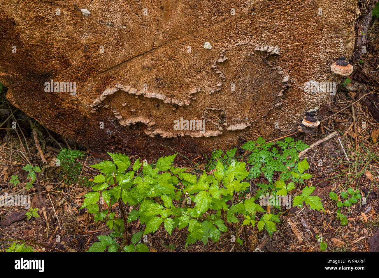 Shelf mushrooms in an unusual line on the end of a sawn fallen log in Federation Forest State Park near Mount Rainier, Washington State, USA Stock Photo