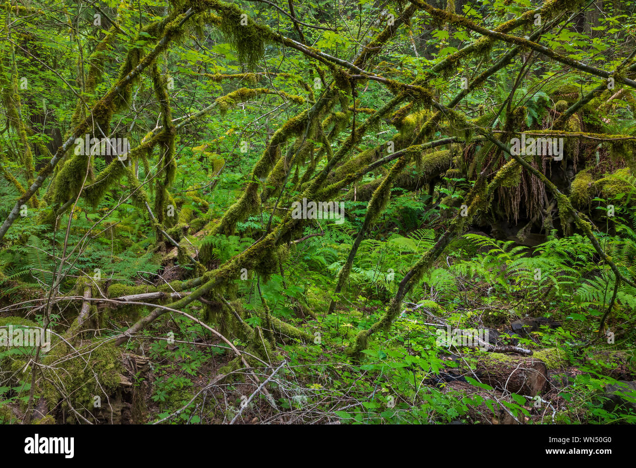 Vine Maples, Acer circinatum, bearing a lush load of mosses in Federation Forest State Park near Mount Rainier, Washington State, USA Stock Photo