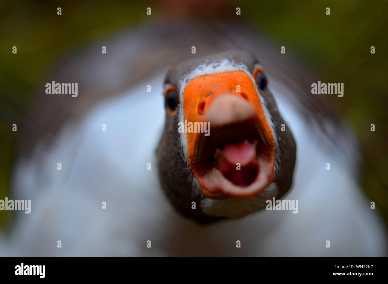 Quacking High Resolution Stock Photography and Images Alamy