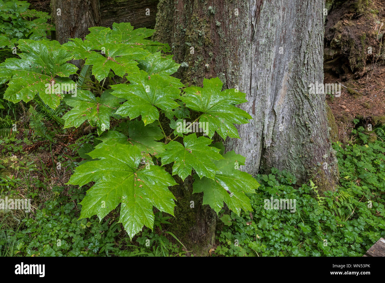 Devil's Club, Oplopanax horridus, its leaves wet with rain, in Federation Forest State Park near Mount Rainier, Washington State, USA Stock Photo