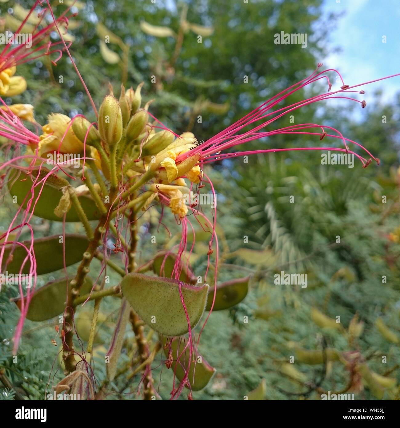 Pink spider lily hi-res stock photography and images - Alamy