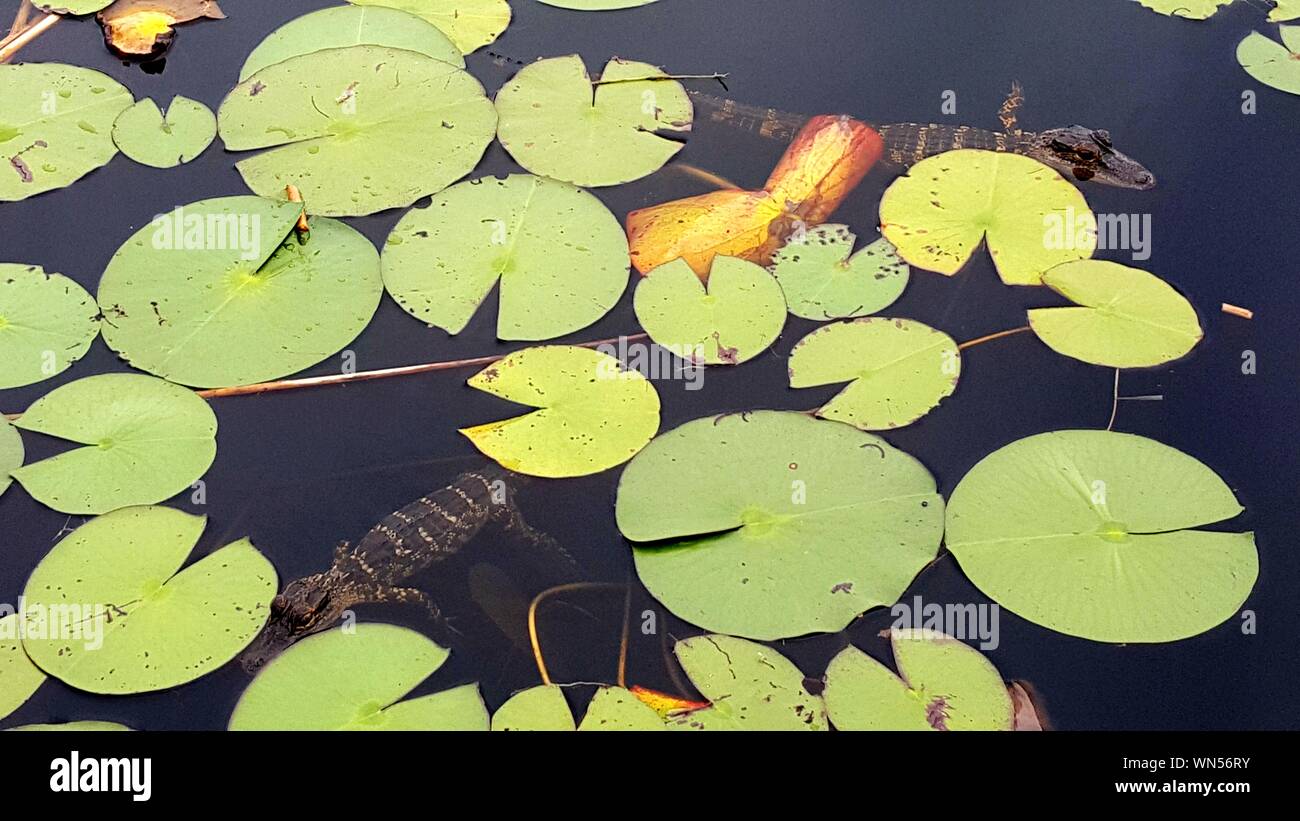 Young Alligators Swimming By Leaves In Lake At Savannas Preserve State Park Stock Photo