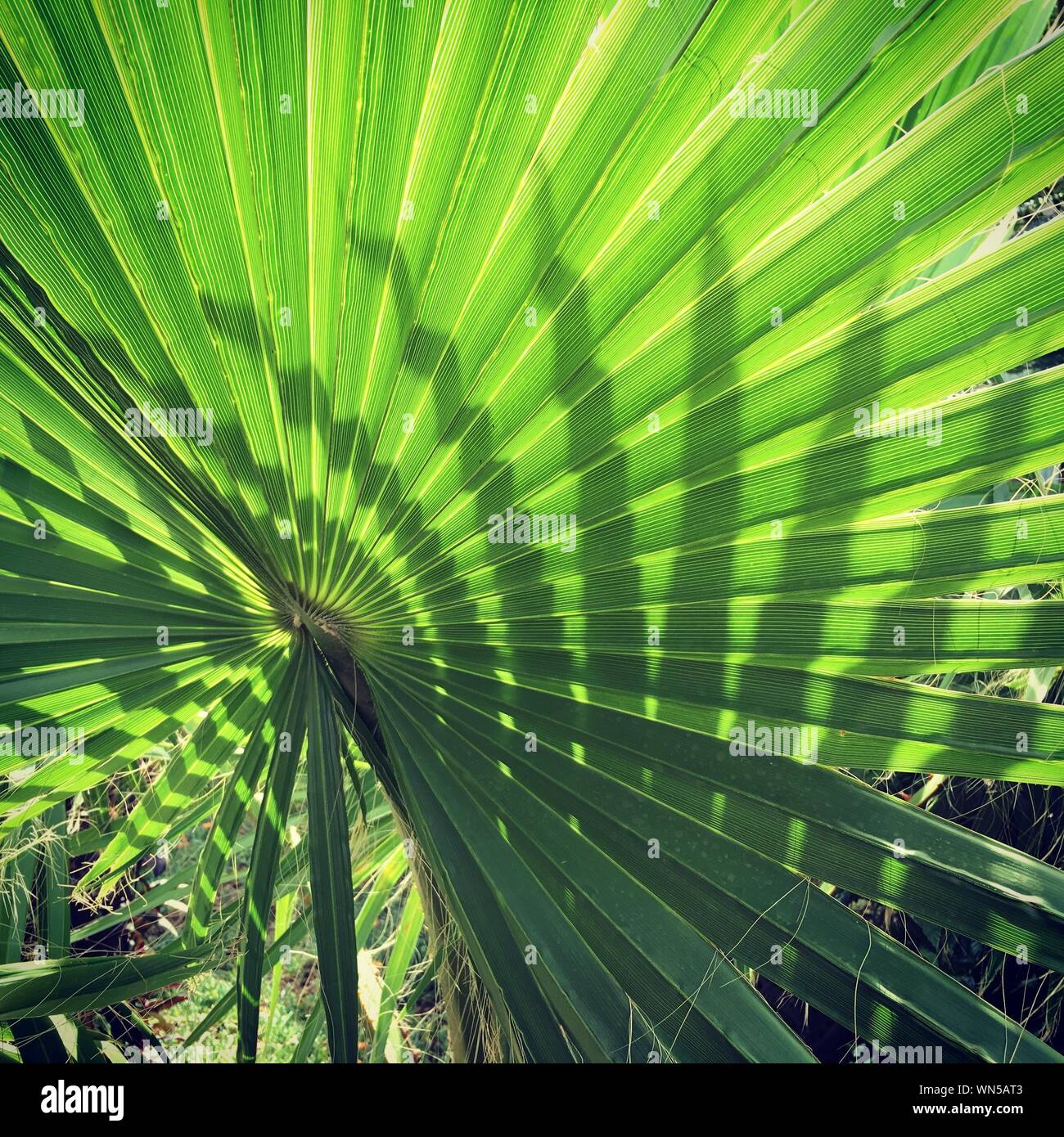 Palm leaf close up shadow hi-res stock photography and images - Alamy