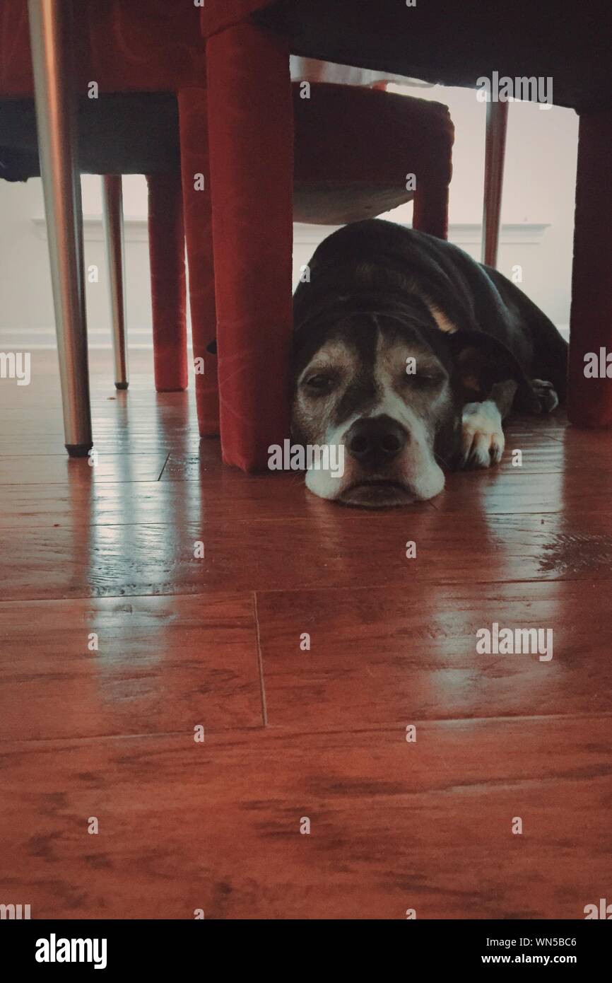 Dog Under Table High Resolution Stock Photography and Images Alamy