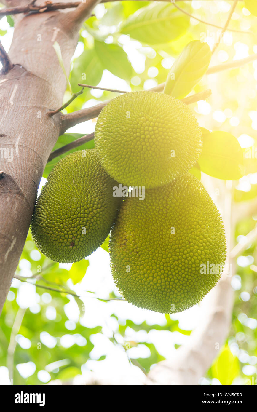 Jackfruit growing on tree in hires stock photography and images Alamy