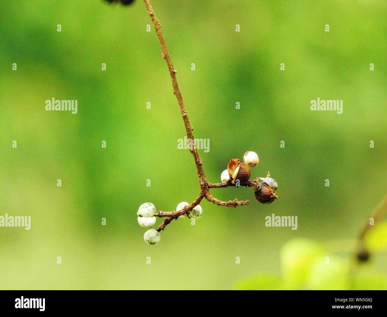 Bud growing plant field bud hi-res stock photography and images - Alamy
