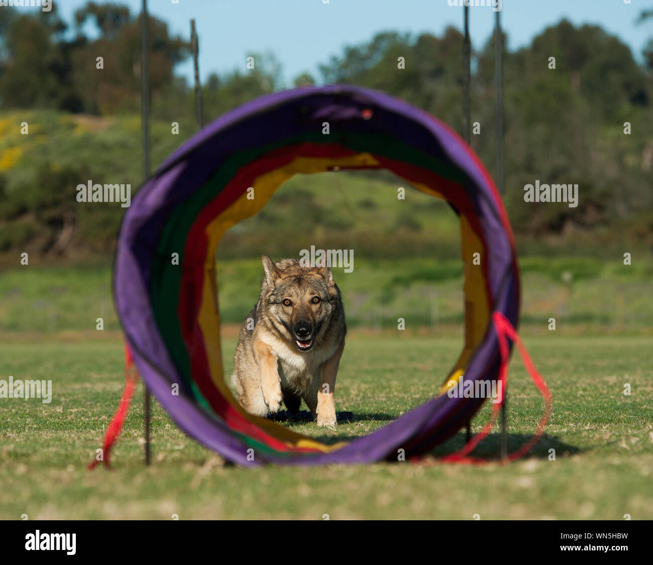 Dog tunnel hires stock photography and images Alamy