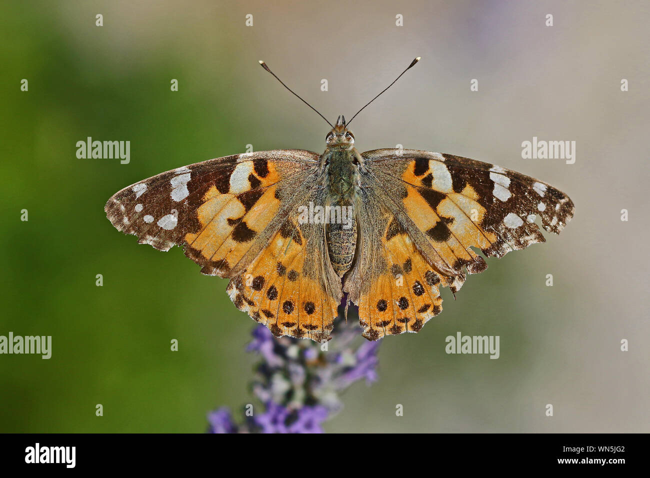 Painted lady butterfly in summer very close up Latin cynthia cardui or vanessa cardui feeding on a lavender bush or lavandula in Italy in summer Stock Photo