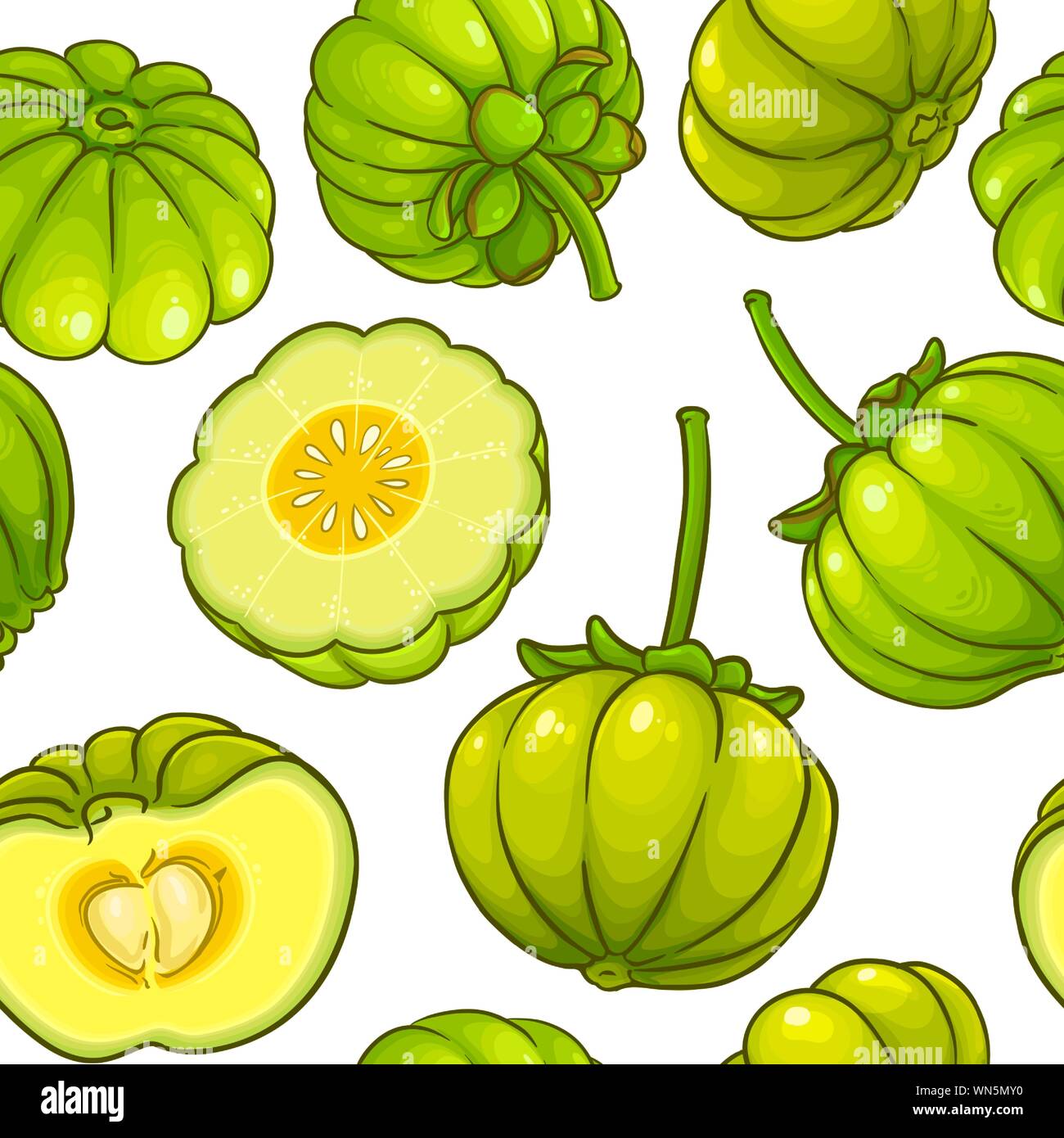 garcinia vector pattern on white background Stock Vector