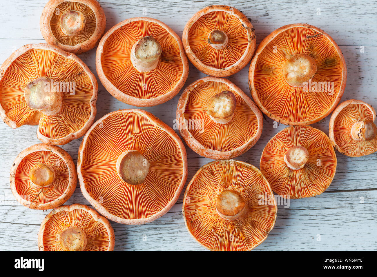 Directly Above Shot Of Edible Mushrooms On Table Stock Photo