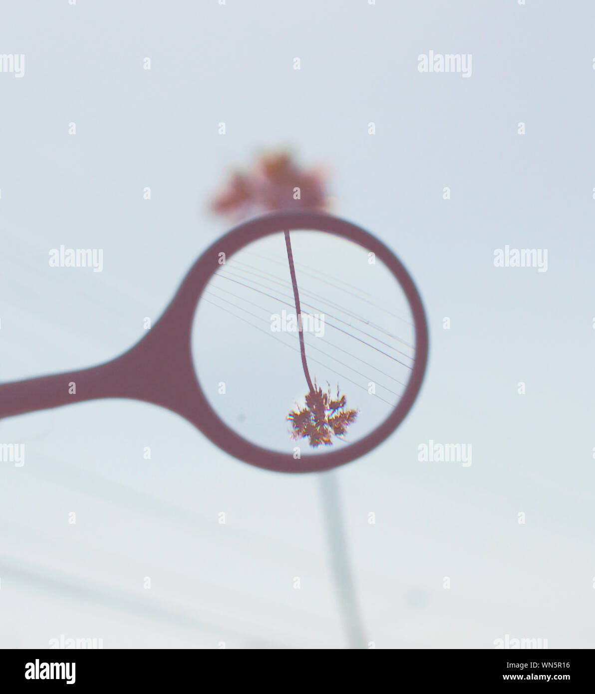 Digital Composite Image Of Upside Down Palm Tree Seen Through