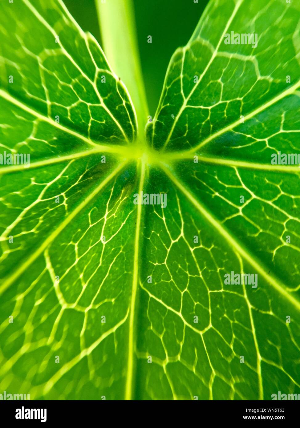 Detail Shot Of Green Leaf Veins Stock Photo