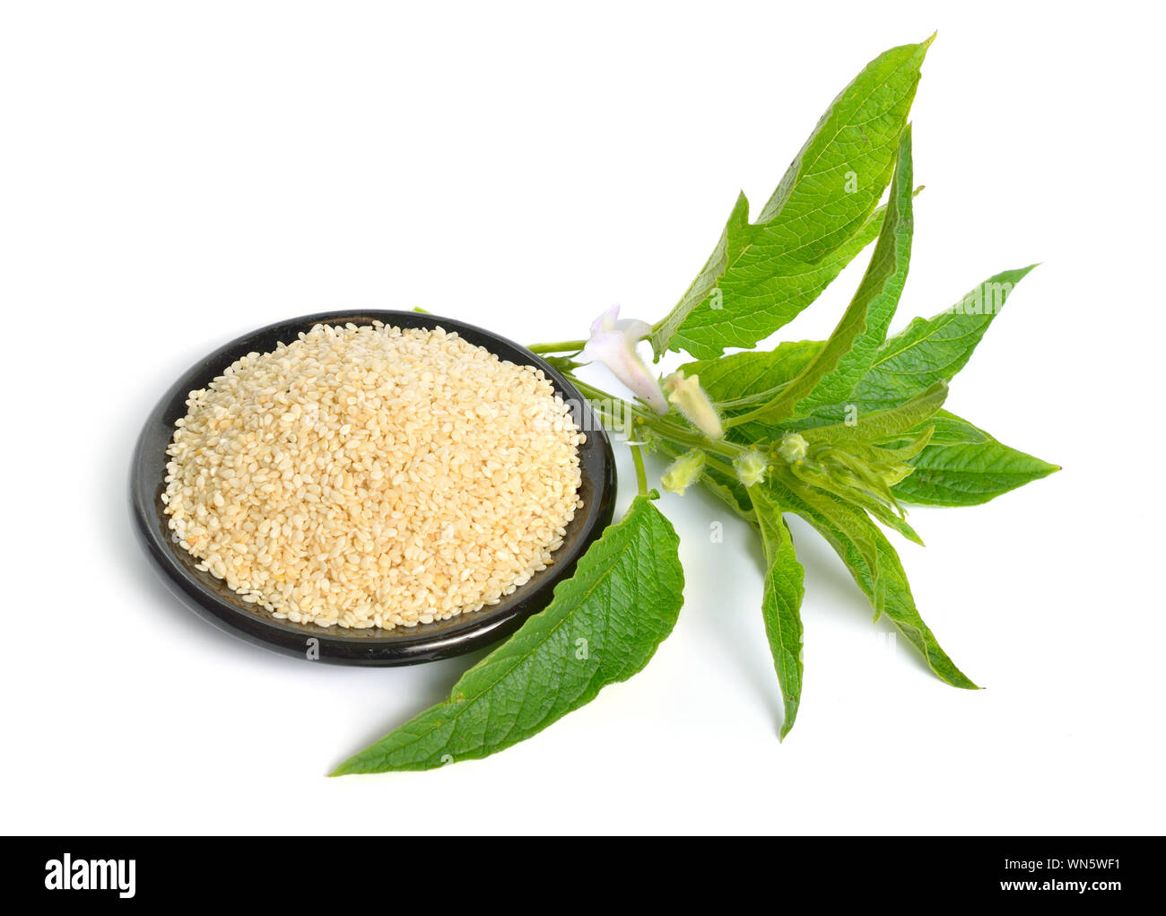 Sesame plant with flowers and seed isolated on white background Stock