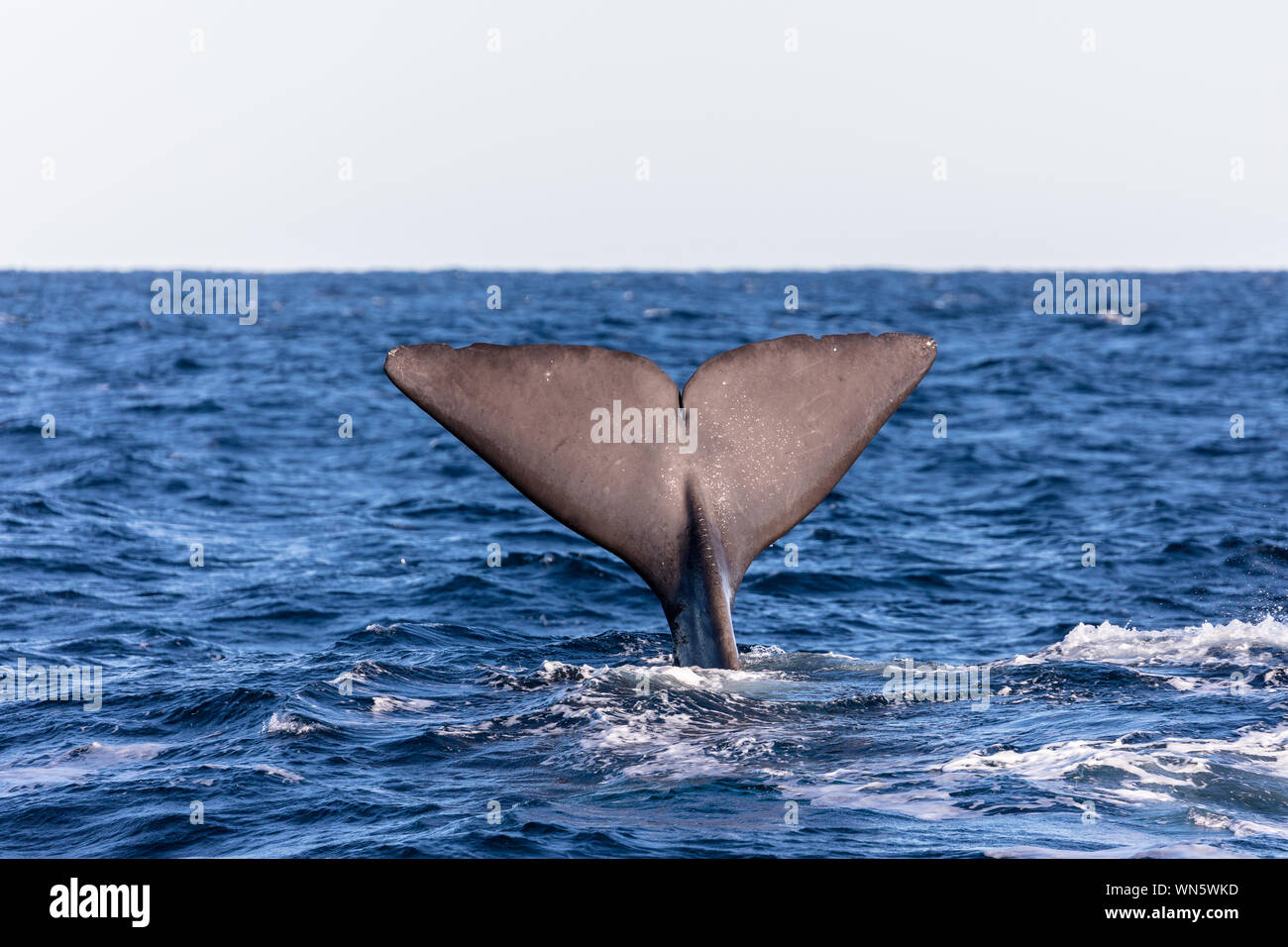 Blue whale fluke hi-res stock photography and images - Alamy