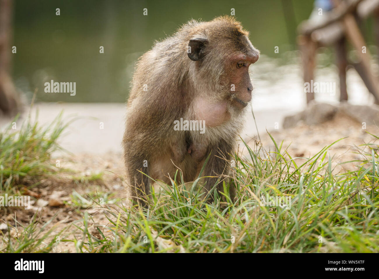 Close-up Of Monkey Stock Photo