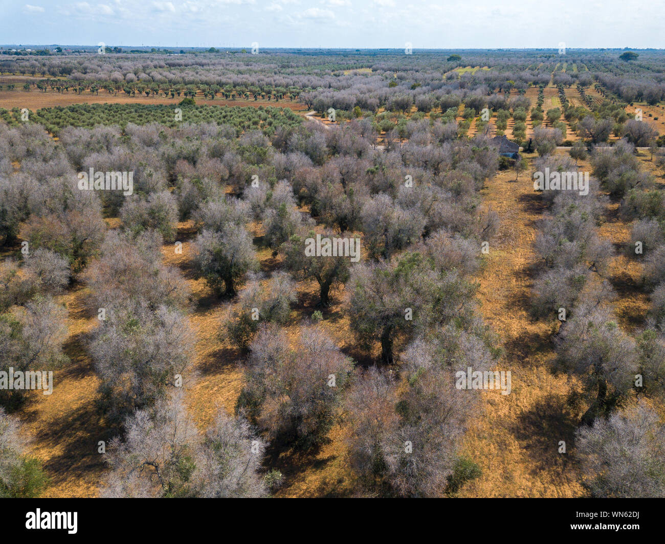 Italy's Olive Crisis A drone view of Olive trees hit by bacteria